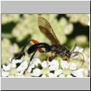 Phaenolobus terebrator - Schlupfwespe m01a 13mm - Sandgrube Niedringhaussee det06.jpg